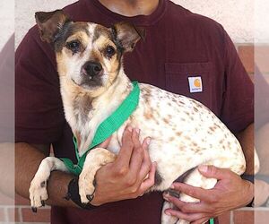 Rat Terrier-Unknown Mix Dogs for adoption in Carrollton, TX, USA
