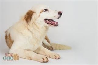 Sheprador Dogs for adoption in Raleigh, NC, USA