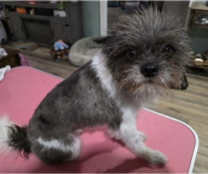 Pomeranian-Unknown Mix Dogs for adoption in Decatur, GA, USA