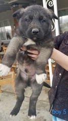 Medium Photo #1 Akita-German Shepherd Dog Mix Puppy For Sale in Sun Valley, CA, USA