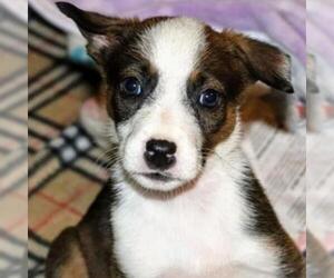 Jack Russell Terrier Dogs for adoption in Von Ormy, TX, USA