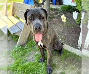 Mastiff Dogs for adoption in Long Beach, CA, USA