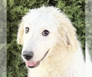 Great Pyrenees Dogs for adoption in Albuquerque, NM, USA