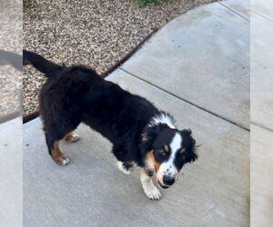 Australian Shepherd Dogs for adoption in San Juan Capistrano, CA, USA