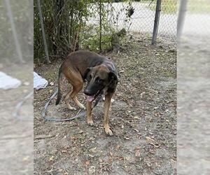 Mutt Dogs for adoption in Houston, TX, USA