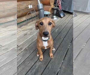 Doberman Pinscher-Unknown Mix Dogs for adoption in Minneaoplis, MN, USA