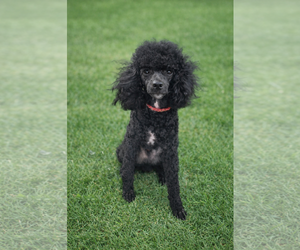 Poodle (Toy) Dogs for adoption in Pacolet, SC, USA