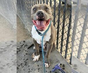 Mutt Dogs for adoption in Riverside, CA, USA