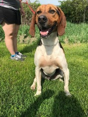 English Foxhound Dogs for adoption in Lewisburg, WV, USA