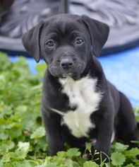 Jack Russell Terrier Dogs for adoption in Athens, AL, USA