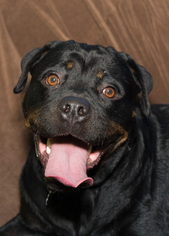Rottweiler Dogs for adoption in Howell, MI, USA