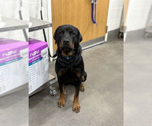 Rottweiler Dogs for adoption in Forestville, MD, USA