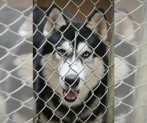 Siberian Husky Dogs for adoption in Tuscumbia, AL, USA