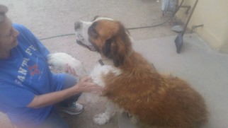 Saint Bernard Dogs for adoption in Pena Blanca, NM, USA