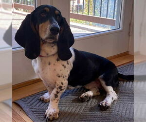 Basset Hound Dogs for adoption in Deepwater, NJ, USA