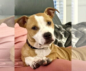 American Pit Bull Terrier-Unknown Mix Dogs for adoption in Wesley Chapel, SC, USA