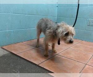 Mutt Dogs for adoption in Downey, CA, USA