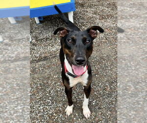 Mutt Dogs for adoption in Rockaway, NJ, USA