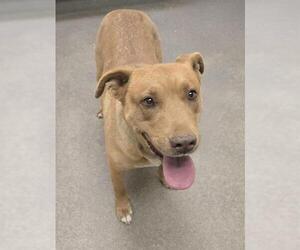 Labrador Retriever-Unknown Mix Dogs for adoption in HESPERIA, CA, USA