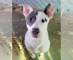 Greyhound-Jack Russell Terrier Mix Dogs for adoption in Monte Vista, CO, USA