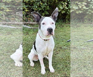 American Pit Bull Terrier Dogs for adoption in Spring Lake, NJ, USA