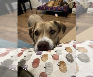Labrador Retriever-Unknown Mix Dogs for adoption in phoenix, AZ, USA