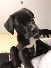 Borador Dogs for adoption in Fenton, MO, USA