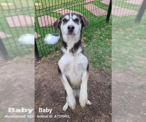 Huskies -Unknown Mix Dogs for adoption in San Antonio, TX, USA