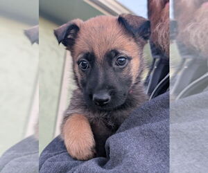 Mutt Dogs for adoption in Imlay City, MI, USA