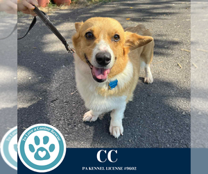 Pembroke Welsh Corgi Dogs for adoption in Kimberton, PA, USA