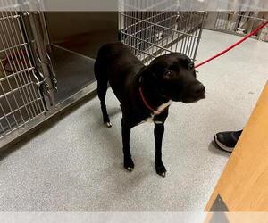 Labrador Retriever-Unknown Mix Dogs for adoption in Orange, CA, USA