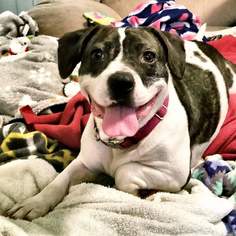 Boglen Terrier Dogs for adoption in Thomasville, NC, USA