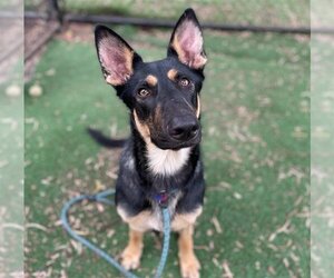 German Shepherd Dog Dogs for adoption in Fremont, CA, USA