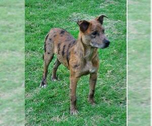 Labrador Retriever Dogs for adoption in San Antonio, TX, USA