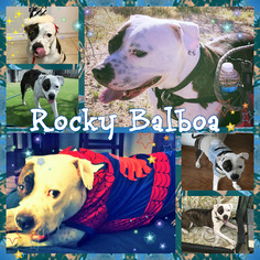 Bulloxer Dogs for adoption in Rancho Santa Margarita, CA, USA
