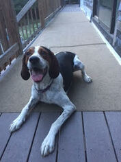 Treeing Walker Coonhound Dogs for adoption in Albany, NH, USA