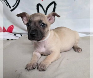 Chihuahua-Unknown Mix Dogs for adoption in Lakewood, CO, USA