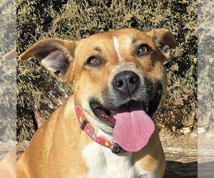 American Staffordshire Terrier-Unknown Mix Dogs for adoption in Albuquerque, NM, USA