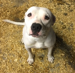 American Bulldog-Unknown Mix Dogs for adoption in Del Rio, TX, USA