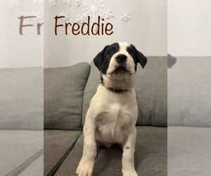 Boxer-Unknown Mix Dogs for adoption in Salt Lake City, UT, USA