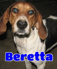 Treeing Walker Coonhound Dogs for adoption in Lawrenceburg, KY, USA
