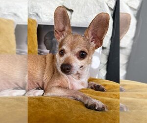 Chihuahua Dogs for adoption in Salt Lake City, UT, USA