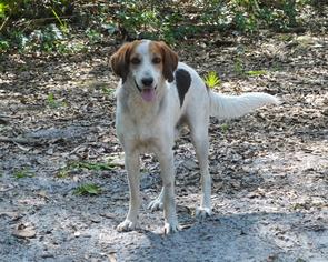 Treeing Walker Coonhound Dogs for adoption in Webster, FL, USA