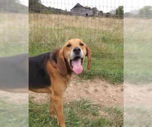 Black and Tan Coonhound Dogs for adoption in Waterford, VA, USA