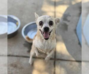 Chihuahua Dogs for adoption in Modesto, CA, USA