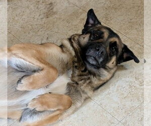 German Shepherd Dog-Norwegian Elkhound Mix Dogs for adoption in Cuba, NY, USA