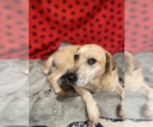 Mutt Dogs for adoption in Rockaway, NJ, USA