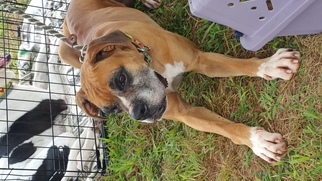 Boxer Dogs for adoption in Chatham, VA, USA