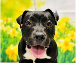 American Pit Bull Terrier Dogs for adoption in Manahawkin, NJ, USA