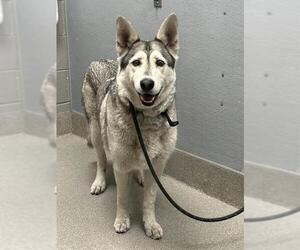Siberian Husky-Unknown Mix Dogs for adoption in Las Vegas, NV, USA